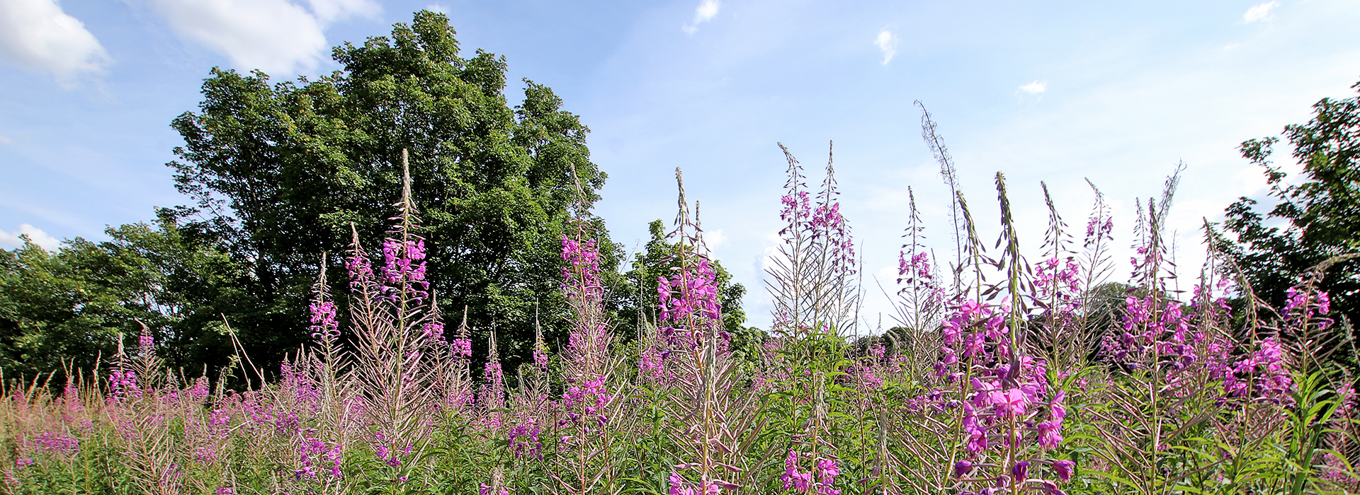 Fireweed - Wildlife along the Tyne
